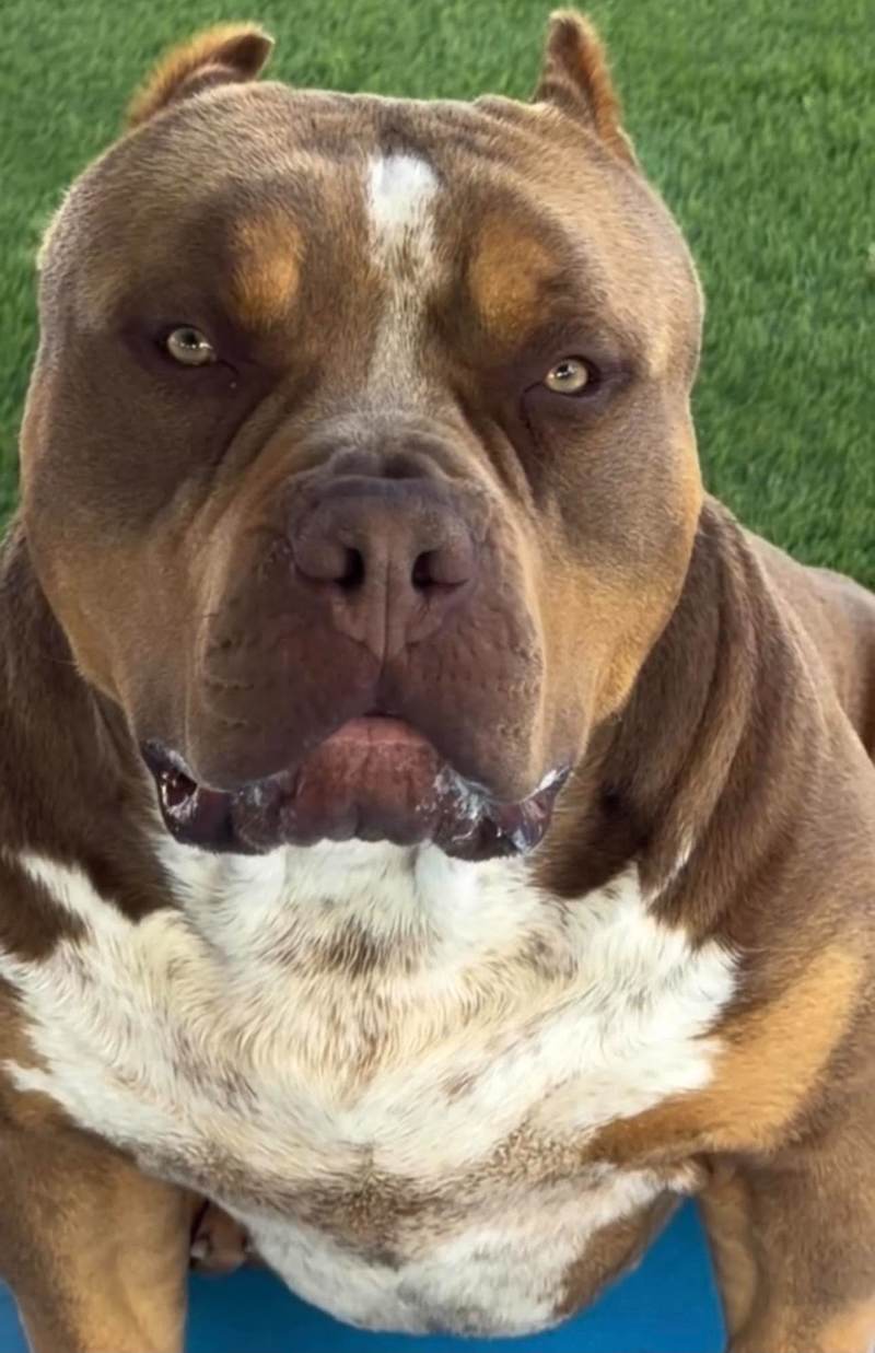Bossy’s G3 close-up