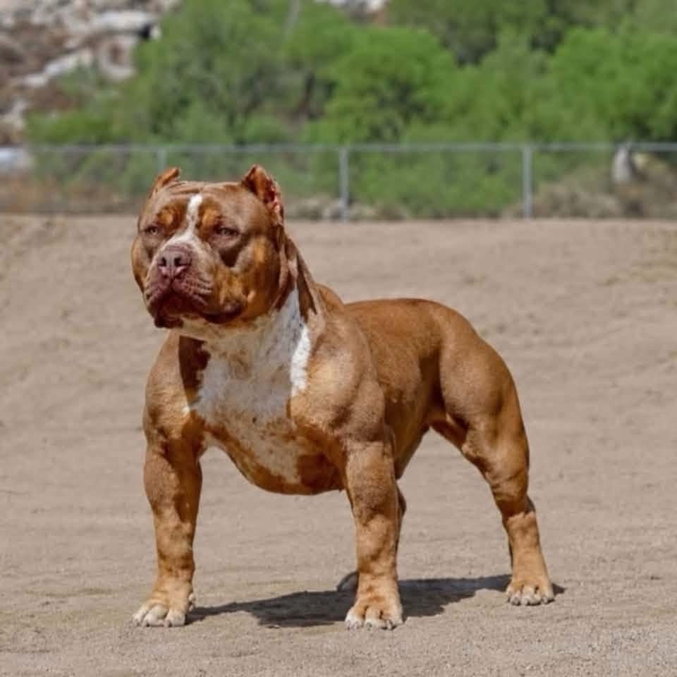 Bossy’s G3 standing