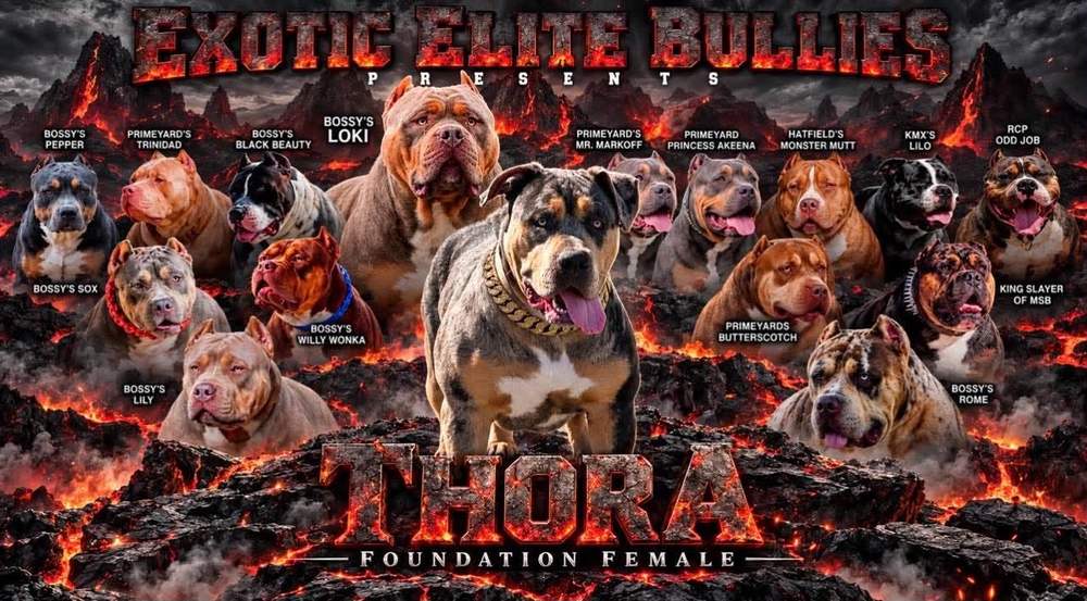 Exotic Elite Bullies presents Thora, Foundation Female